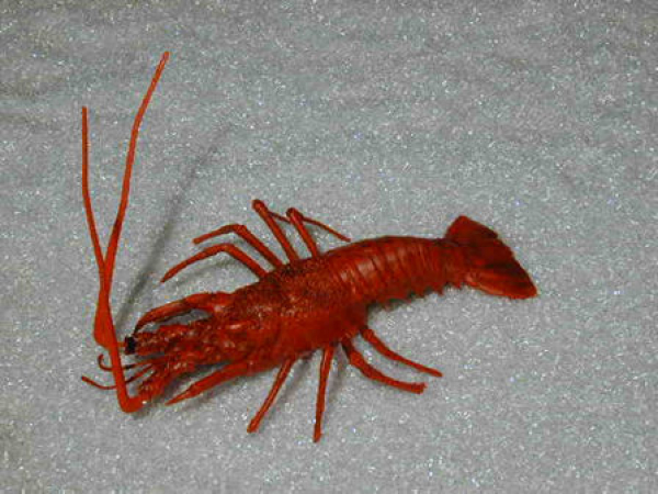 HUMMER MEDITERRANEA