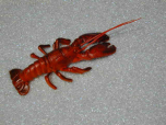 HUMMER  mittel